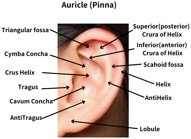 Auricle (Pinna) Anatomy of Auricle (Pinna)