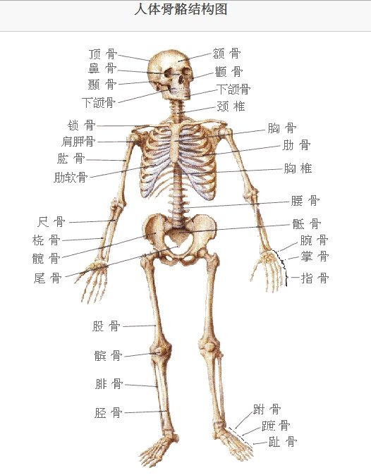 人体骨骼结构图 人体骨骼结构图