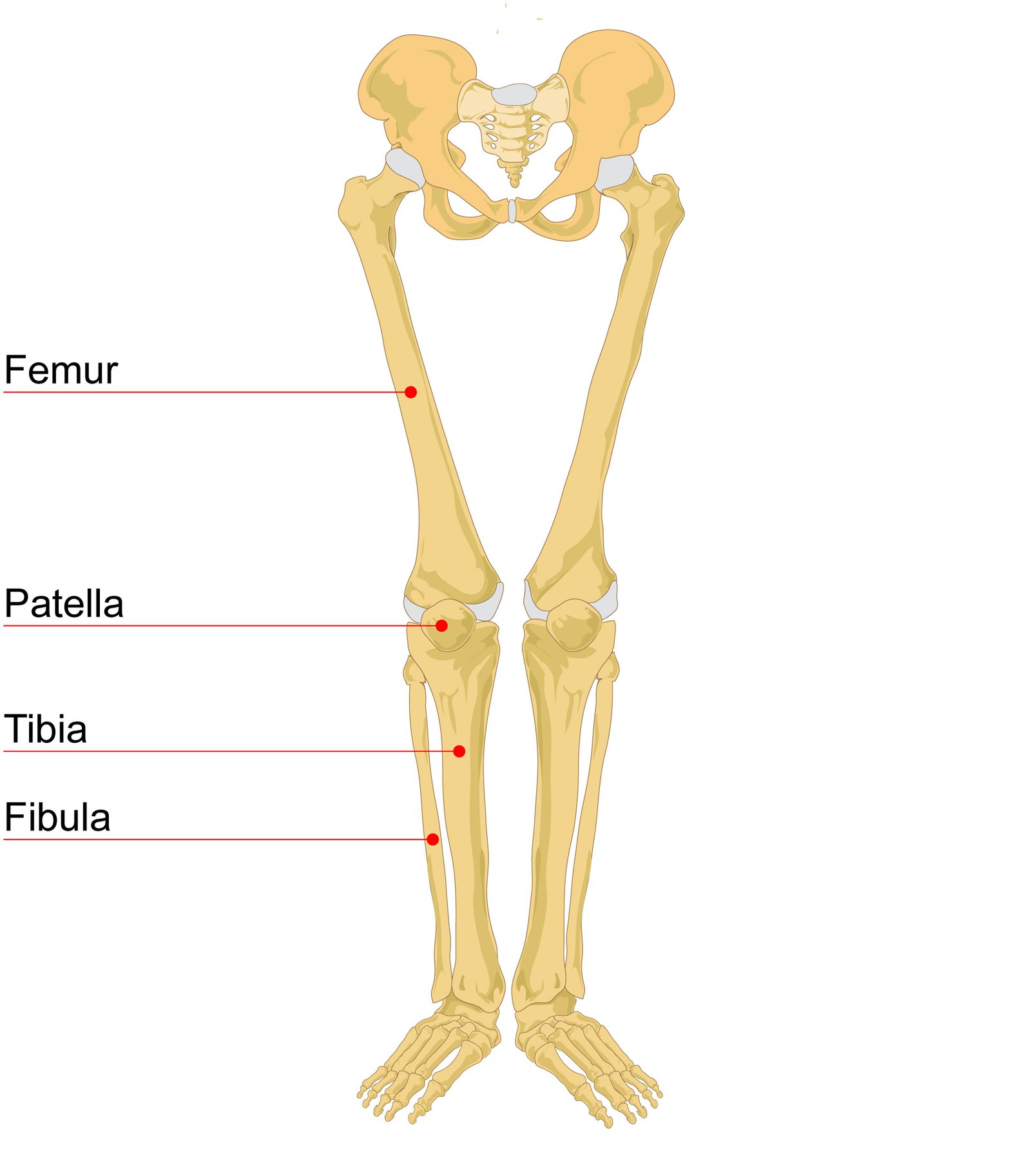 Human_leg_bones Human_leg_bones
