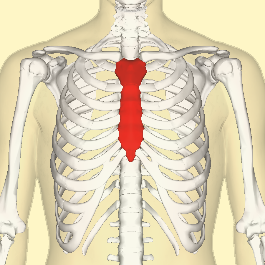 Sternum Sternum
