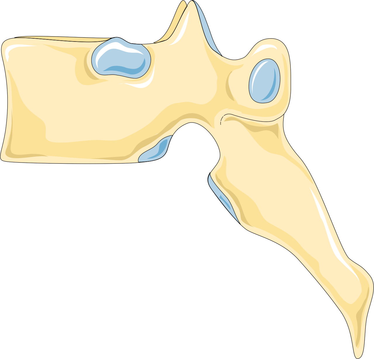 Vertebra_4 Vertebra_4