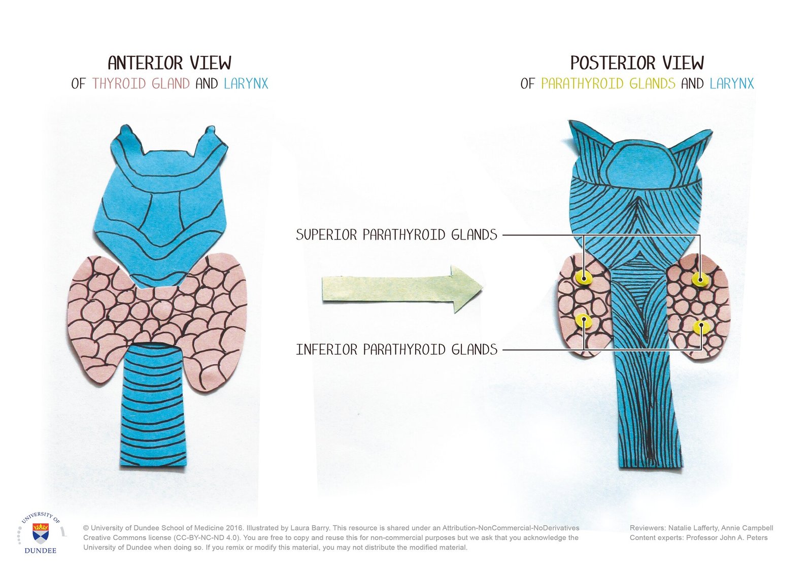 parathyroid gland parathyroid gland