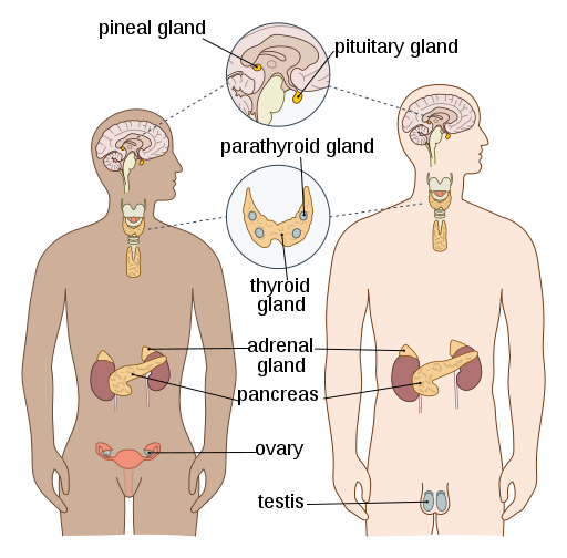 Endocrine System Endocrine System