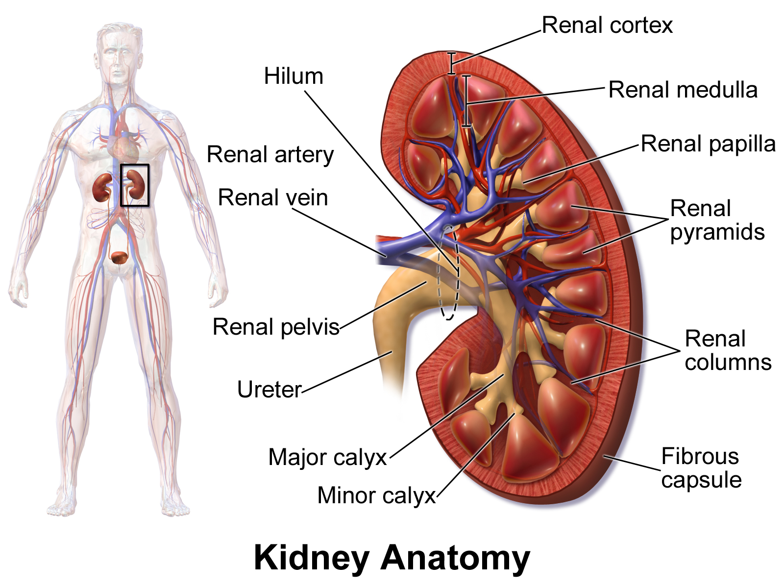 KidneyAnatomy_肾脏 KidneyAnatomy_肾脏