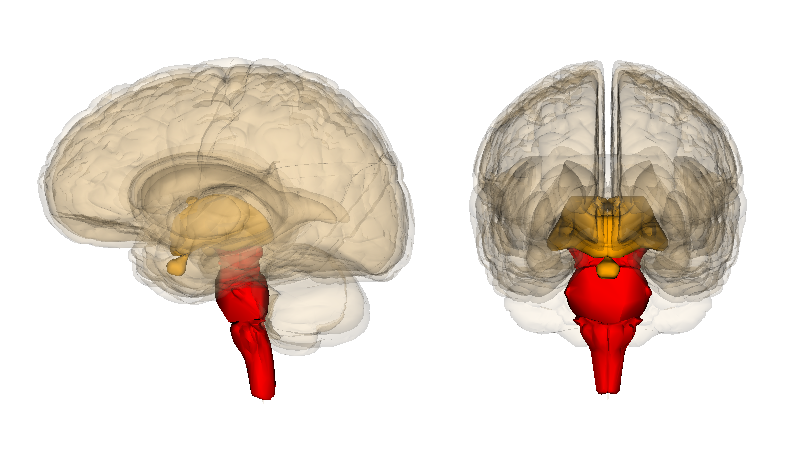 Brainstem 脑干 Brainstem 脑干