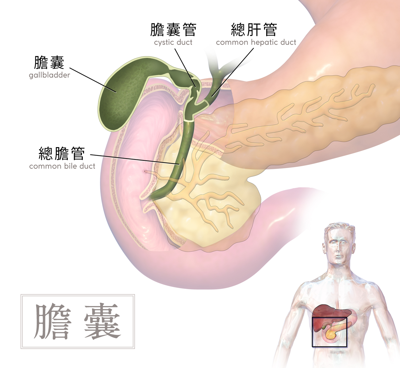 Gallbladder-胆 Gallbladder-胆
