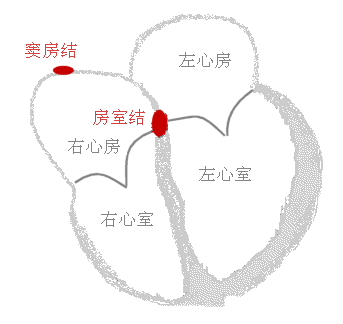 Heart_conduct 心脏的传导系统 Heart_conduct 心脏的传导系统