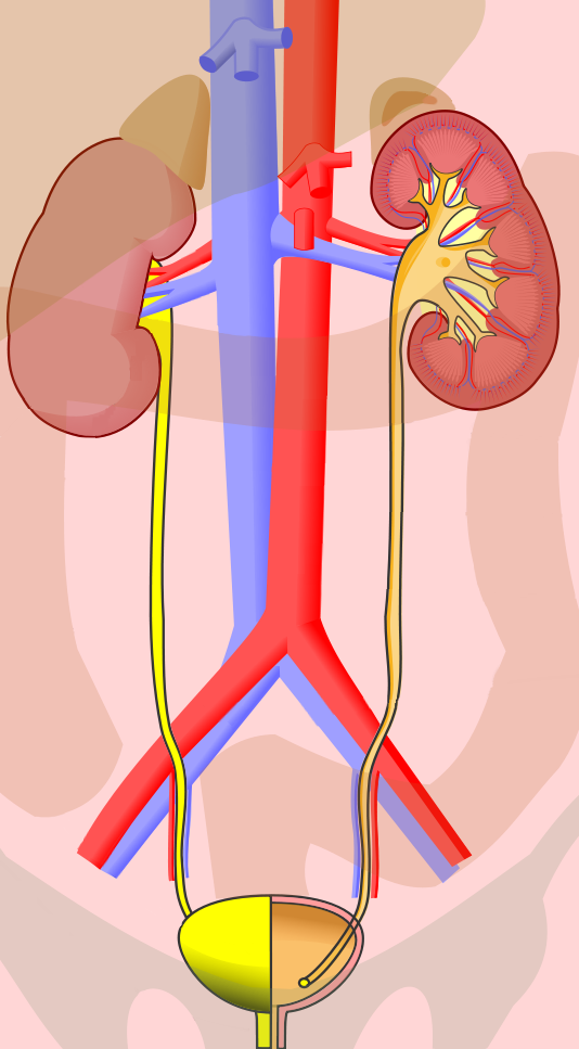 Ureter_输尿管 Ureter_输尿管