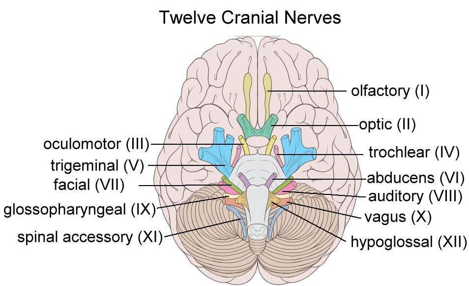 12 Cranial Nerves 12 Cranial Nerves